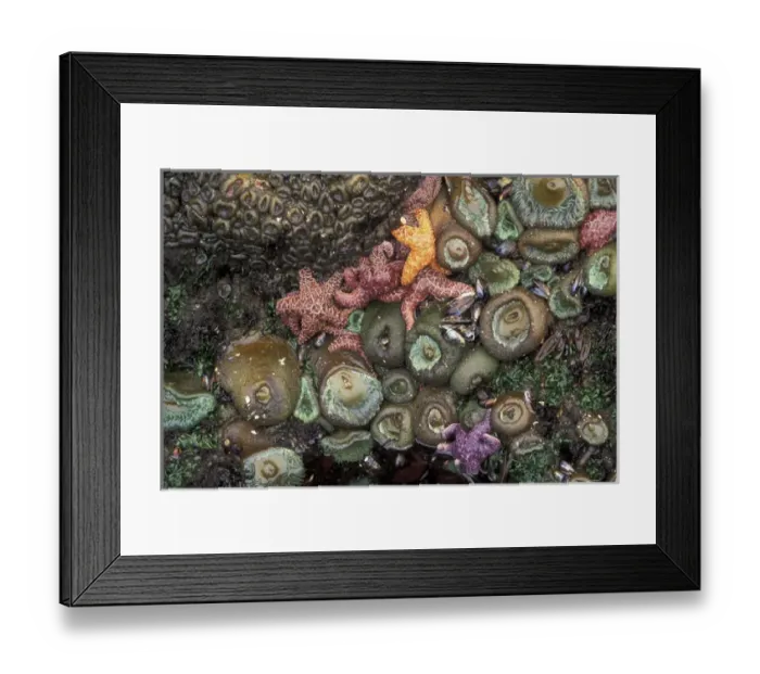 Framed Print : North America, USA, WA, Olympic NP, Shi Shi Beach sea stars and giant green anemones Framed Print : North America, USA, WA, Olympic NP, Shi Shi Beach sea stars and giant green anemones