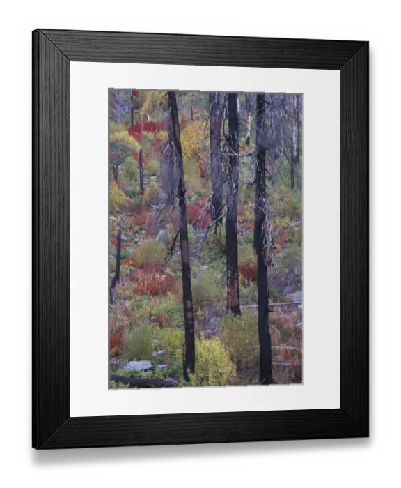 Framed Print : North America, USA, WA, near Leavenworth, Tumwater Canyon rebirth of the forest