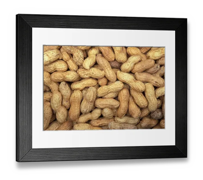 Framed Print : North America, USA, WA, Redmond peanuts in shell detail Framed Print : North America, USA, WA, Redmond peanuts in shell detail