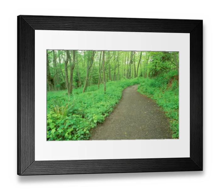 Framed Print : North America, USA, Washington State, Seattle. Loop trail at Discovery Park