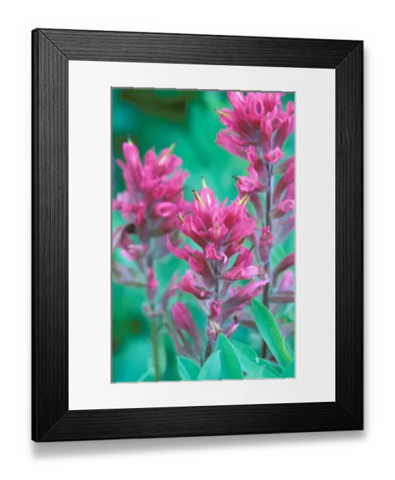 Framed Print : North America, USA, Washington State, Mount Rainier National Park. Magenta Paintbrush