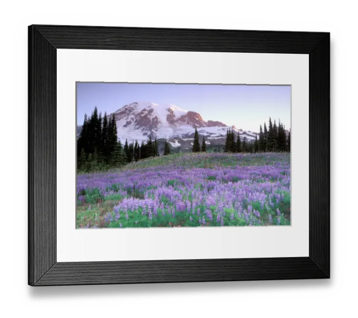 Framed Print : North America, USA, Washington State, Mount Rainier National Park. Mount Rainier Framed Print : North America, USA, Washington State, Mount Rainier National Park. Mount Rainier