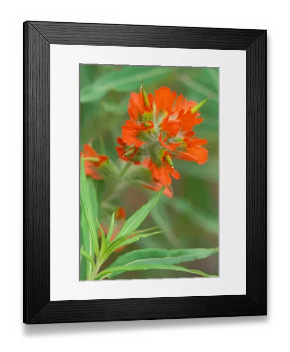 Framed Print : North America, USA, Washington State, Olympic National Park. Scarlet Paintbrush