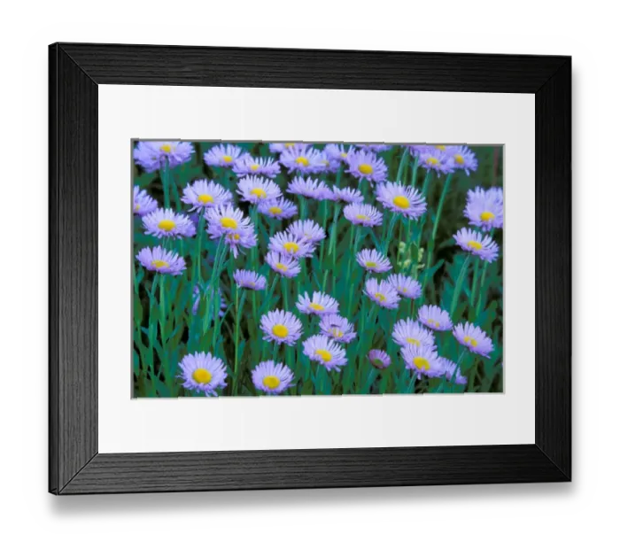 Framed Print : North America, USA, Washington State, Mount Rainier National Park. Mountain Daisies