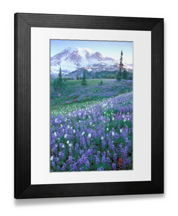Framed Print : North America, USA, Washington State, Mount Rainier National Park. Mount Rainier