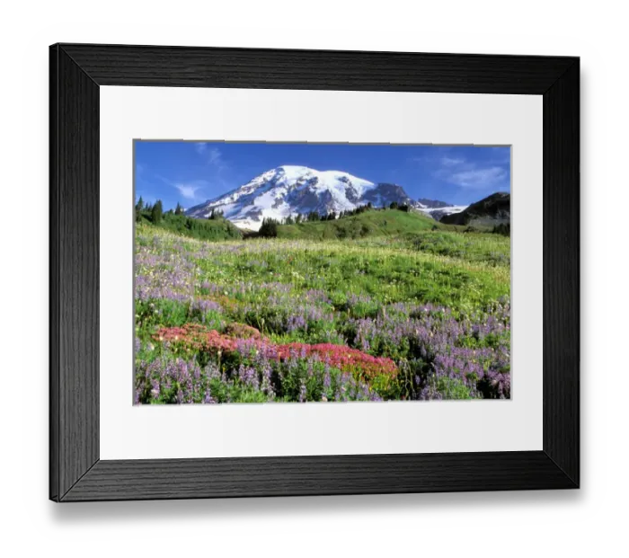 Framed Print : North America, USA, Washington State, Mount Rainier National Park. Mount Rainier