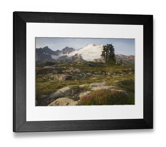 Framed Print : WA, Mt. Baker NRA, Mt. Baker and heather near Park Butte Framed Print : WA, Mt. Baker NRA, Mt. Baker and heather near Park Butte