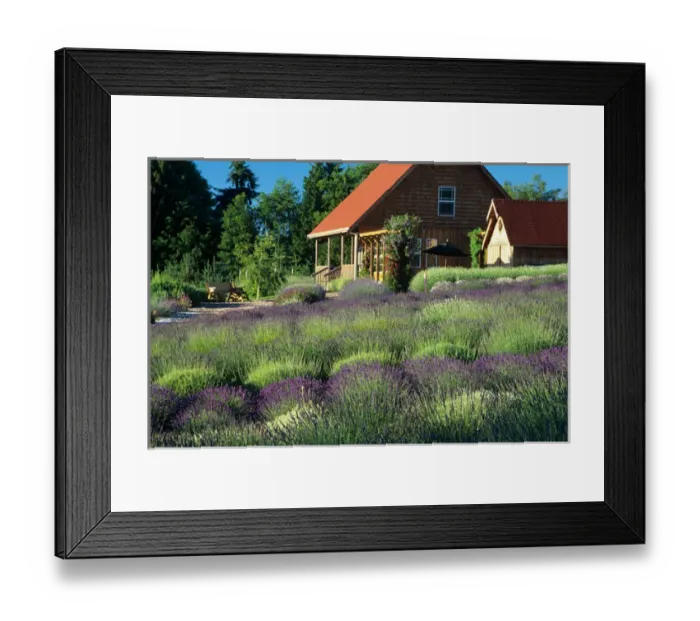 Framed Print : WA, Sequim, lavendar field and gift shop Framed Print : WA, Sequim, lavendar field and gift shop