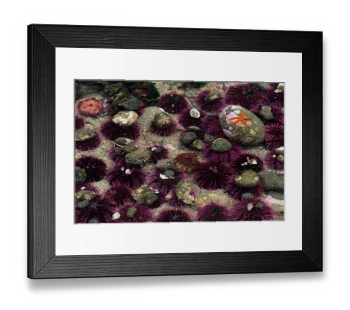 Framed Print : WA, Salt Creek RA, Red and Purple Sea Urchins (Strongylocentrotus franciscanus Framed Print : WA, Salt Creek RA, Red and Purple Sea Urchins (Strongylocentrotus franciscanus