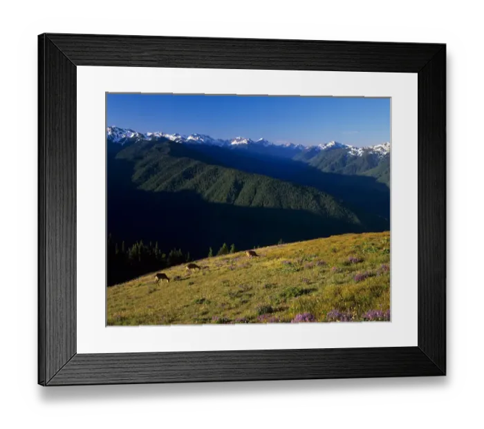 Framed Print : WA, Olympic NP, Olympic Mountain Range with subalpine lupine meadow and deer, view