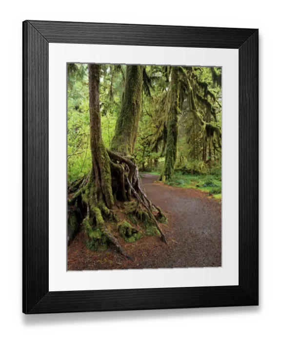 Framed Print : WA, Olympic NP, Hoh Rain Forest, Hall of Mosses and trail with Big Leaf Maple trees Framed Print : WA, Olympic NP, Hoh Rain Forest, Hall of Mosses and trail with Big Leaf Maple trees