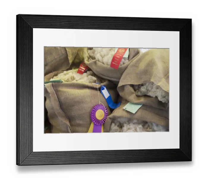Framed Print : WA, Whitman County, Palouse Empire Fair, Sheep wool in the 4H competition
