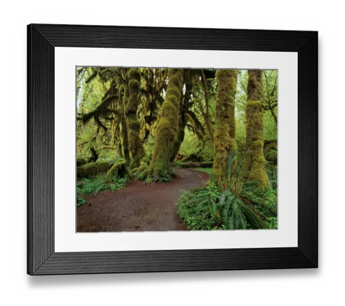 Framed Print : WA, Olympic NP, Hoh Rain Forest, Hall of Mosses and trail with Big Leaf Maple trees