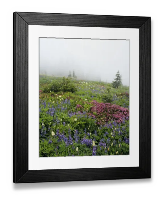 Framed Print : WA, Mt. Rainier NP, Wildflowers and Fog at Mazama Ridge Framed Print : WA, Mt. Rainier NP, Wildflowers and Fog at Mazama Ridge