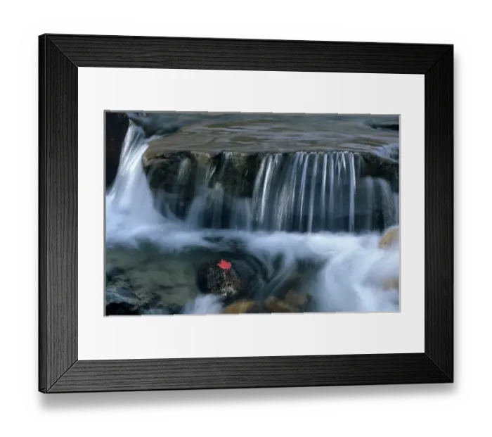 Framed Print : WA, Mt. Rainier NP, Edith Creek with maple leaf Framed Print : WA, Mt. Rainier NP, Edith Creek with maple leaf