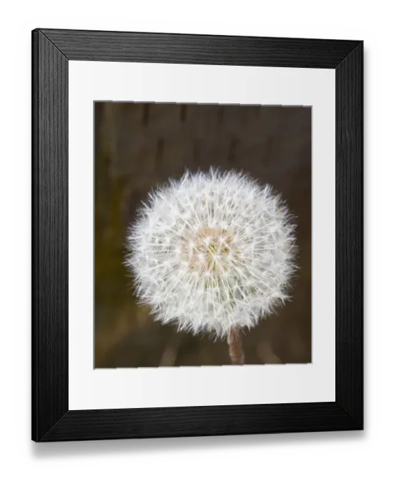 Framed Print : WA, Redmond, Dandelion seed head, Taraxacum officinale, Sunflower family