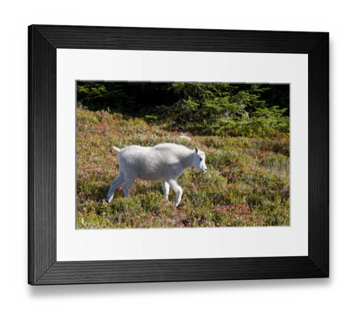 Framed Print : WA, Alpine Lakes Wilderness, Mountain Goat (Oreamnos americanus), Young kid goat Framed Print : WA, Alpine Lakes Wilderness, Mountain Goat (Oreamnos americanus), Young kid goat