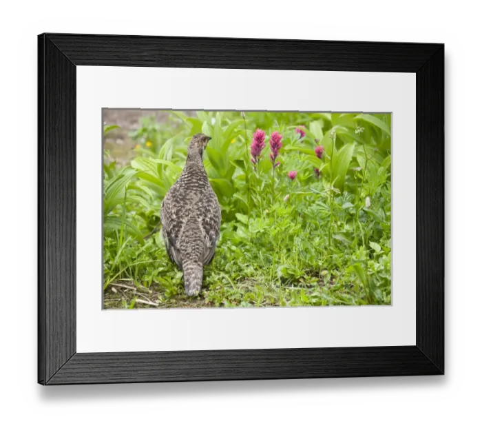 Framed Print : WA, Mount Rainier National Park, Female Spruce (Franklin s) Grouse and Magenta Paintbrush