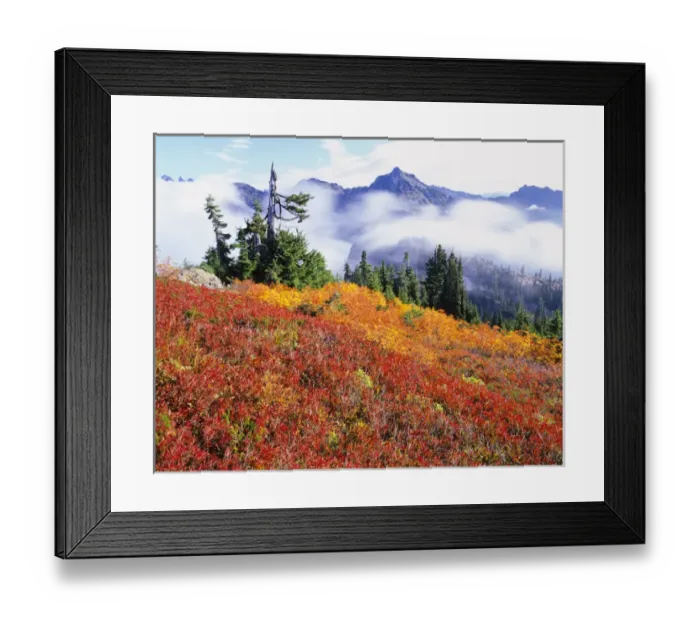 Framed Print : WA, Alpine Lakes Wilderness, Fall Color on Rampart Ridge Framed Print : WA, Alpine Lakes Wilderness, Fall Color on Rampart Ridge
