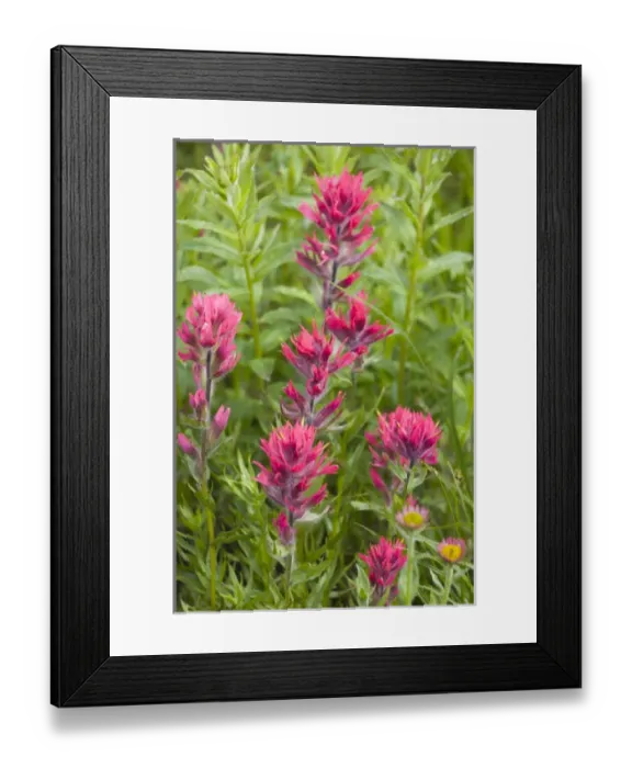 Framed Print : WA, Mount Rainier National Park, Magenta Paintbrush (Castilleja parviflora) Framed Print : WA, Mount Rainier National Park, Magenta Paintbrush (Castilleja parviflora)