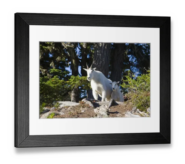 Framed Print : WA, Alpine Lakes Wilderness, Mountain Goats (Oreamnos americanus), Nanny goat and kid Framed Print : WA, Alpine Lakes Wilderness, Mountain Goats (Oreamnos americanus), Nanny goat and kid