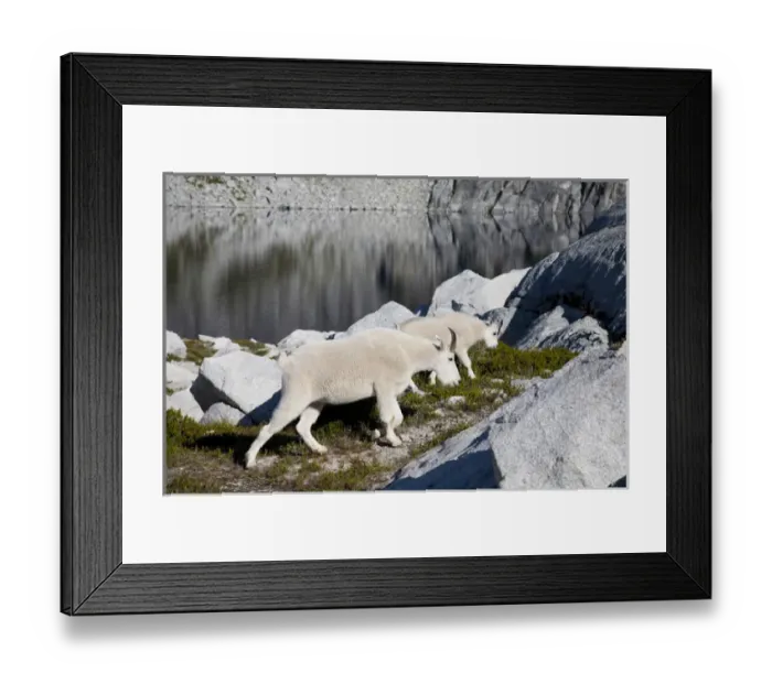 Framed Print : WA, Alpine Lakes Wilderness, Mountain Goats (Oreamnos americanus), Nanny goat and kid Framed Print : WA, Alpine Lakes Wilderness, Mountain Goats (Oreamnos americanus), Nanny goat and kid