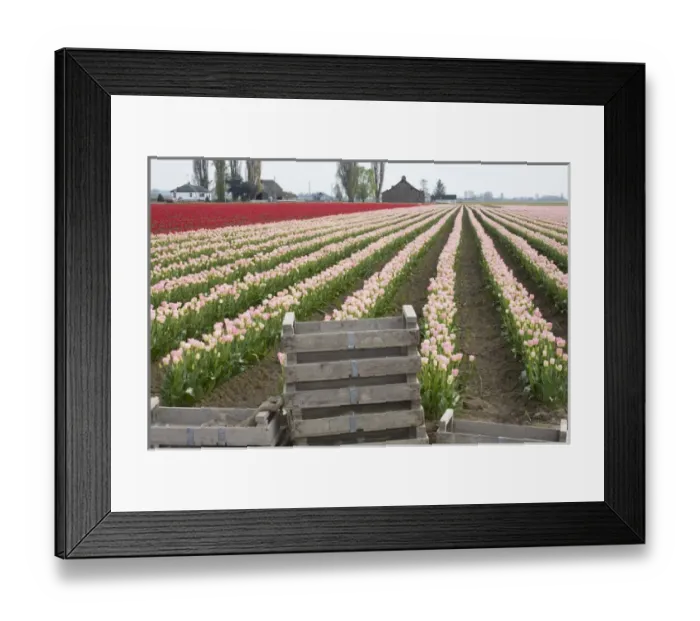 Framed Print : WA, Skagit Valley, Tulip fields in full bloom Framed Print : WA, Skagit Valley, Tulip fields in full bloom