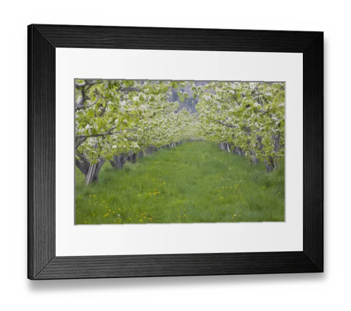 Framed Print : WA, Okanogan County, nearTwisp, pear orchard in bloom, in the Methow Valley Framed Print : WA, Okanogan County, nearTwisp, pear orchard in bloom, in the Methow Valley