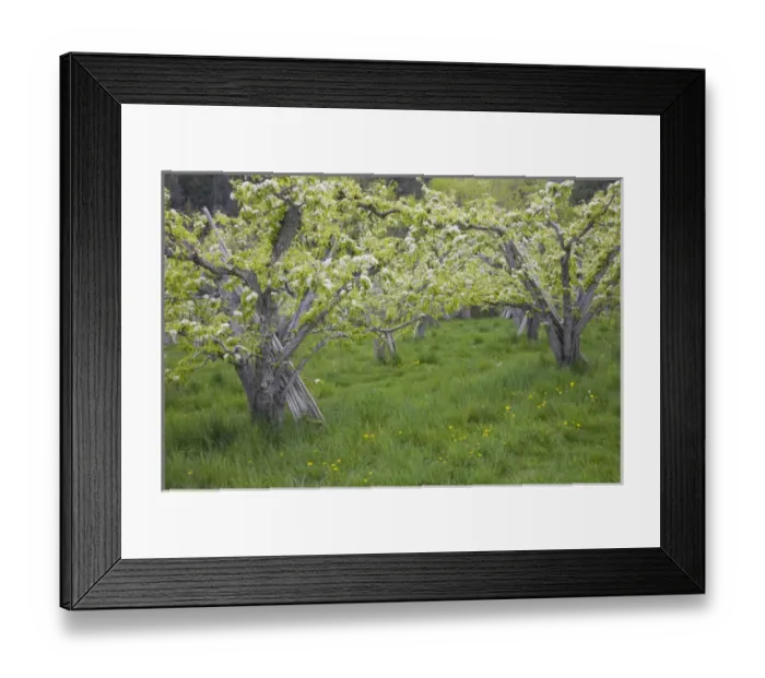 Framed Print : WA, Okanogan County, nearTwisp, pear orchard in bloom, in the Methow Valley Framed Print : WA, Okanogan County, nearTwisp, pear orchard in bloom, in the Methow Valley