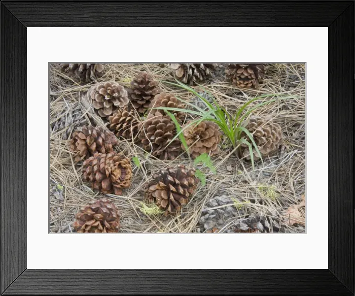 Framed Print : WA, Okanogan National Forest, Ponderosa Pine cones and needles Framed Print : WA, Okanogan National Forest, Ponderosa Pine cones and needles