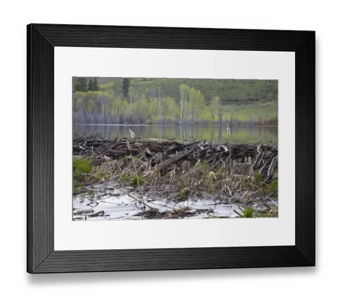 Framed Print : WA, Okanogan National Forest, Beaver dam and pond, on Sun Mountain in the Methow Valley