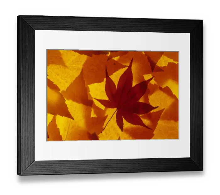 Framed Print : WA, Wenatchee National Forest, Maple leaf pattern Framed Print : WA, Wenatchee National Forest, Maple leaf pattern