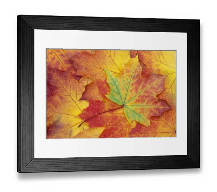 Framed Print : WA, Wenatchee National Forest, Maple leaf pattern Framed Print : WA, Wenatchee National Forest, Maple leaf pattern