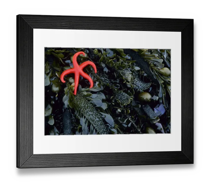 Framed Print : WA, Salt Creek Recreation Area, Sea star on kelp, Pacific henricia sea star