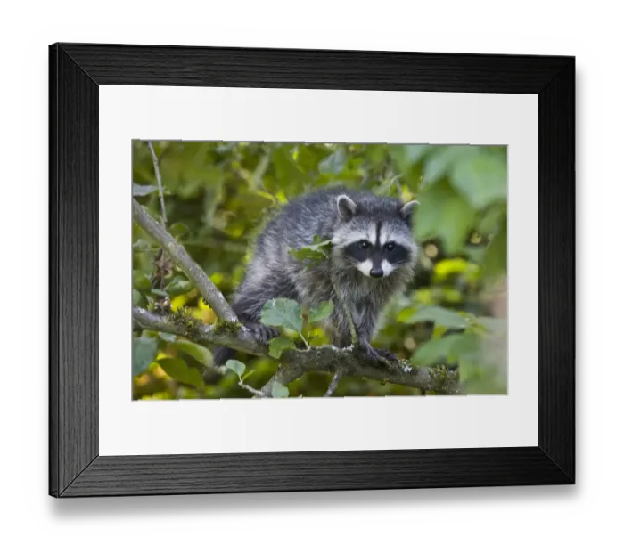Framed Print : WA, Redmond, Raccoon, baby raccoon in cherry tree, Procyon Lotor Framed Print : WA, Redmond, Raccoon, baby raccoon in cherry tree, Procyon Lotor