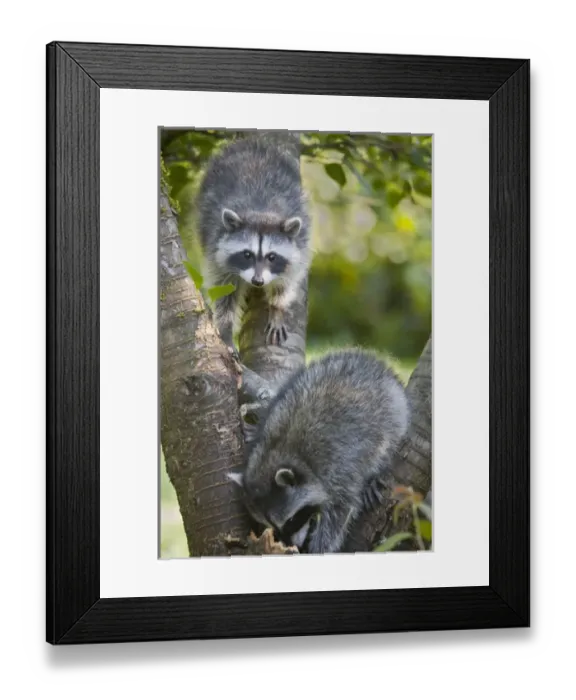 Framed Print : WA, Redmond, Raccoon, baby raccoons, Procyon Lotor Framed Print : WA, Redmond, Raccoon, baby raccoons, Procyon Lotor