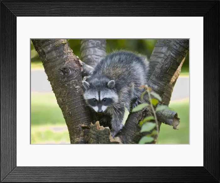 Framed Print : WA, Redmond, Raccoon, baby raccoon in cherry tree, Procyon Lotor Framed Print : WA, Redmond, Raccoon, baby raccoon in cherry tree, Procyon Lotor