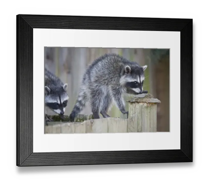 Framed Print : WA, Redmond, Raccoon, baby raccoons, Procyon Lotor Framed Print : WA, Redmond, Raccoon, baby raccoons, Procyon Lotor
