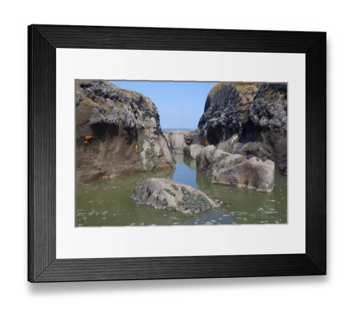 Framed Print : WA, Olympic National Park, Ruby Beach, Ochre Sea Stars and Green Anemones Framed Print : WA, Olympic National Park, Ruby Beach, Ochre Sea Stars and Green Anemones