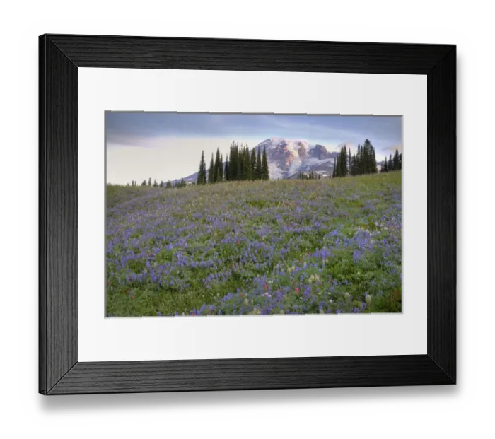 Framed Print : WA, Mt. Rainier NP, Mt. Rainier and wildflowers at Mazama Ridge Framed Print : WA, Mt. Rainier NP, Mt. Rainier and wildflowers at Mazama Ridge