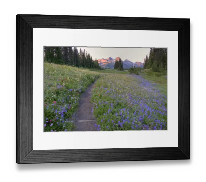 Framed Print : WA, Mt. Rainier NP, Tatoosh Range and wildflowers, view from Mazama Ridge Framed Print : WA, Mt. Rainier NP, Tatoosh Range and wildflowers, view from Mazama Ridge