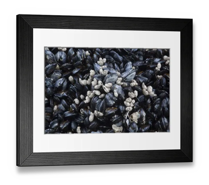 Framed Print : WA, Olympic National Park, Second Beach, California mussels and barnacles