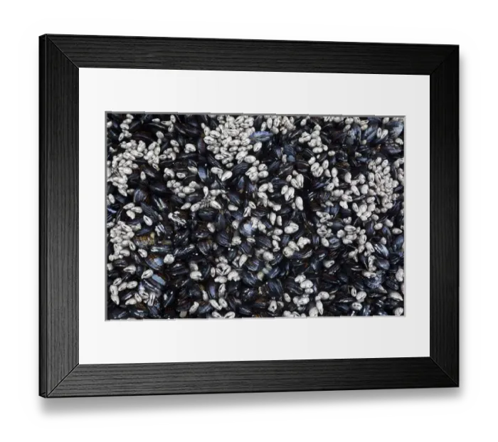Framed Print : WA, Olympic National Park, Second Beach, California mussels and barnacles Framed Print : WA, Olympic National Park, Second Beach, California mussels and barnacles