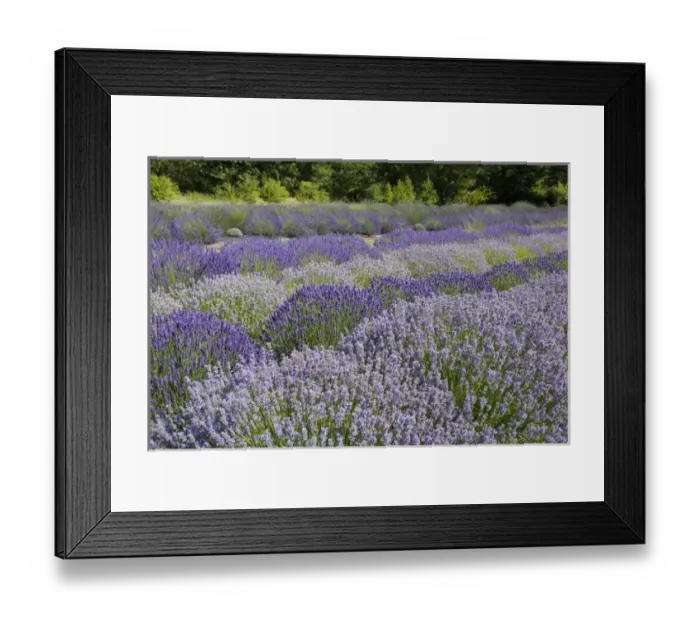 Framed Print : WA, Sequim, Lavender Festival, Sunshine Herb & Lavender Farm Framed Print : WA, Sequim, Lavender Festival, Sunshine Herb & Lavender Farm