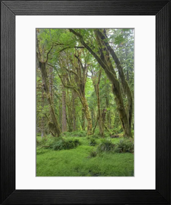 Framed Print : WA, Olympic National Park, Quinault Rain Forest, moss covered trees