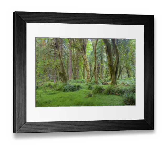 Framed Print : WA, Olympic National Park, Quinault Rain Forest, moss covered trees Framed Print : WA, Olympic National Park, Quinault Rain Forest, moss covered trees