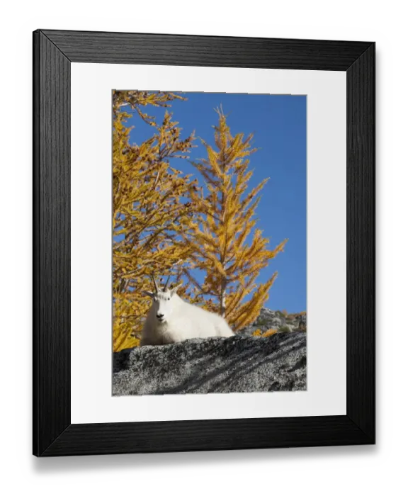 Framed Print : WA, Alpine Lakes Wilderness, Enchantment Lakes, WA, Mountain Goat (Oreamnos americanus) Framed Print : WA, Alpine Lakes Wilderness, Enchantment Lakes, WA, Mountain Goat (Oreamnos americanus)