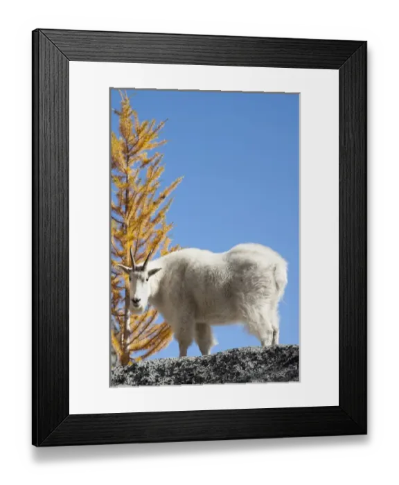 Framed Print : WA, Alpine Lakes Wilderness, Enchantment Lakes, WA, Mountain Goat (Oreamnos americanus) Framed Print : WA, Alpine Lakes Wilderness, Enchantment Lakes, WA, Mountain Goat (Oreamnos americanus)