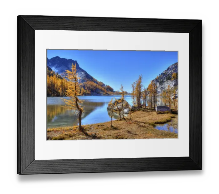 Framed Print : WA, Alpine Lakes Wilderness, Enchantment Lakes, Golden Larch trees, along Perfection Lake Framed Print : WA, Alpine Lakes Wilderness, Enchantment Lakes, Golden Larch trees, along Perfection Lake