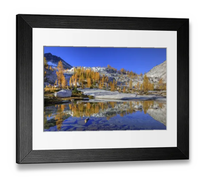Framed Print : WA, Alpine Lakes Wilderness, Enchantment Lakes, Golden Larch trees at Magic Meadow